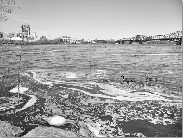 Ottawa,Ontario,spring,Ottawa River,birds,nature,black and white,bridge