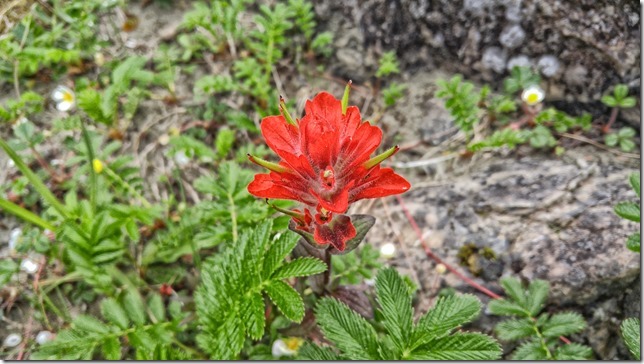 A bit of red at Long Beach - the colours of nature are so wonderful!
