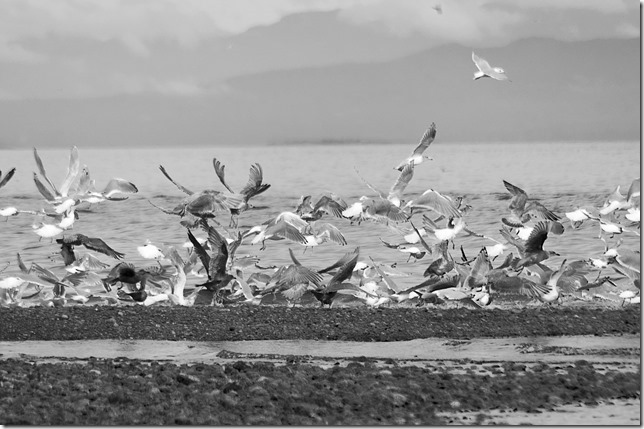 A flock of seagulls &ndash; chaos, noise, a graceful ballet&hellip;