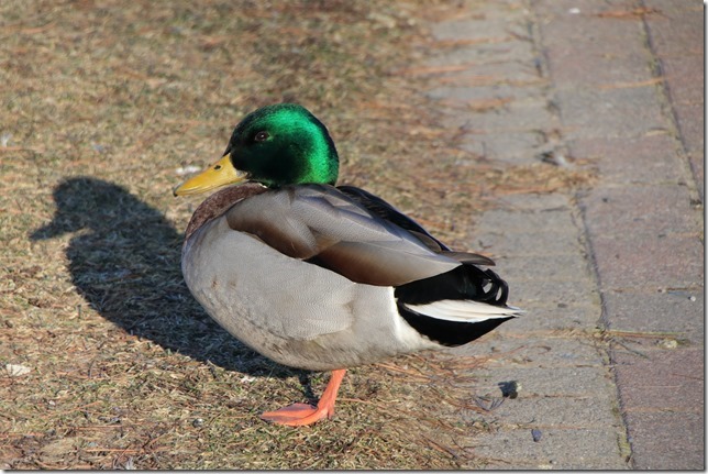 Two nice ducks at Shipyards Landing, alongside the Lahave River &ndash; Bridgewater
