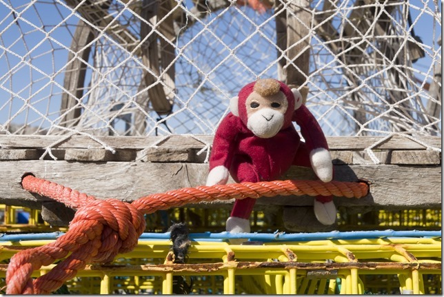 My little monkey buddy hanging around in Harbourville