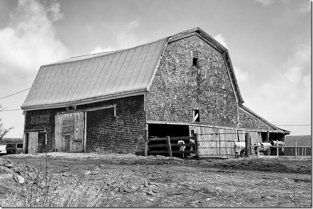 Nova Scotia,buildings,barns,history,cows,Annapolis Valley