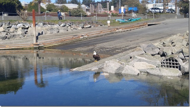 An eagle sitting beside the boat launch at the Comox Marina