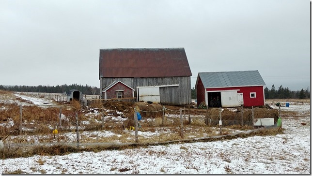 A snowy winter day at one of the barns of Nova Scotia &ndash; Annapolis Valley