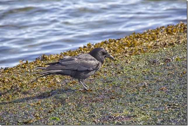 A bird looking for something to eat on the beach at Point Holmes