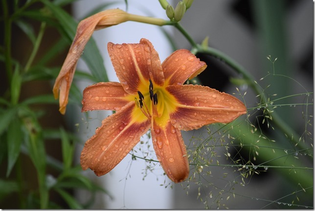 flowers,nature,blossoms,summer,plants