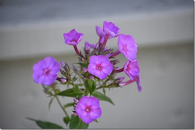A purple, or perhaps violet, perennial flower