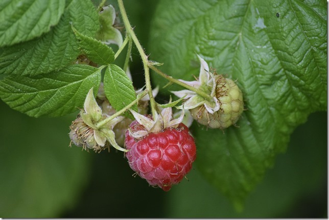 A red raspberry. Yum