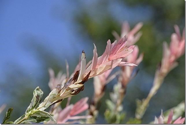 Pink, or perhaps dusty rose, with a blue and green background. I shot this by looking up at the blossoms, instead of directly onto them one a level plane. #geekery