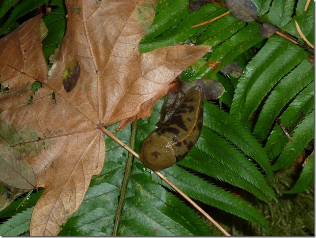 slug-aa-01