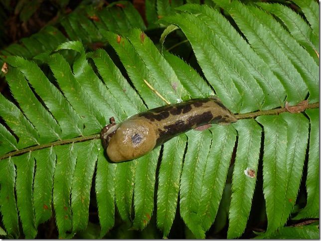 slug-aa-02